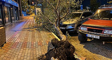 Bandırma'da fırtınada kökünden sökülen ağaç aracın üzerine devrildi