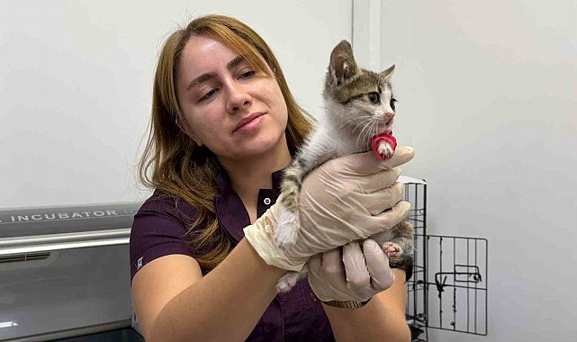 Bandırma'da şiddete uğrayan yavru kedi tedavi altına alındı