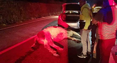 Bartın'da otomobil büyükbaş hayvana çarptı: 1 yaralı