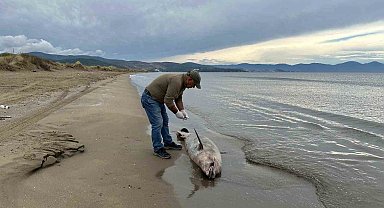 Başkan Sürücü, yunus kayıplarına dikkat çekti