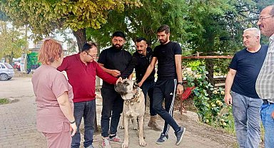 Başmakçı'da evcil hayvanlar kimliklendiriliyor
