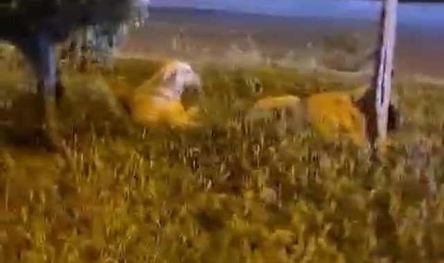 Batman "Köpekler saldırmıyor" deyip video çekerken derken köpeklerin saldırısına uğradı