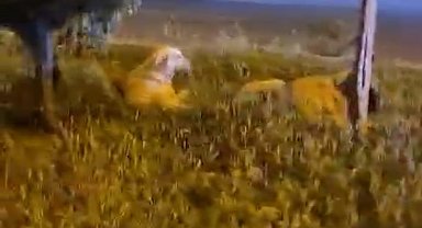 Batman "Köpekler saldırmıyor" deyip video çekerken derken köpeklerin saldırısına uğradı
