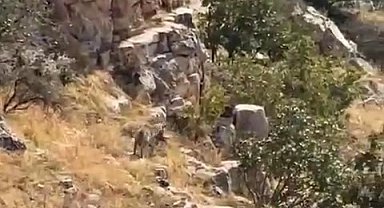 Batman'da nesli tehlike altında bulunan çizgili sırtlan görüntülendi