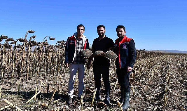 Bayburt'ta ayçiçeği tarlalarında hasat kontrolleri yapıldı