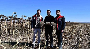 Bayburt'ta ayçiçeği tarlalarında hasat kontrolleri yapıldı