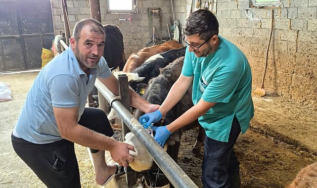 Beyşehir'de şap aşısı mesaisi sürüyor