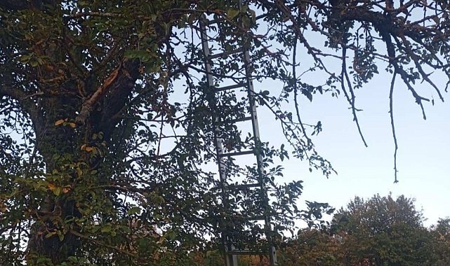 Bilecik'te ağaçtan düşen adam hayatını kaybetti