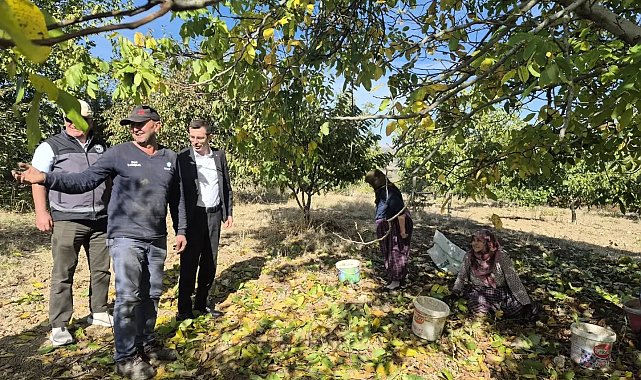 Bilecik'te ceviz hasadı heyecanı