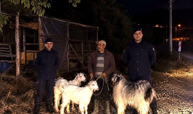 Bilecik'te kaybolan 5 küçükbaş hayvan bulundu