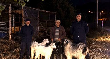 Bilecik'te kaybolan 5 küçükbaş hayvan bulundu