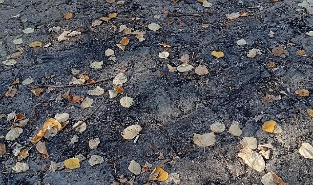 Bilecik'te parkın ortasında ateş yaktılar