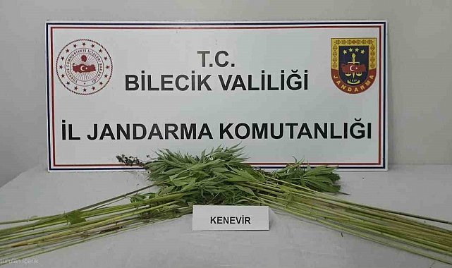 Bilecik'te tarlada kenevir bitkisi ele geçirildi