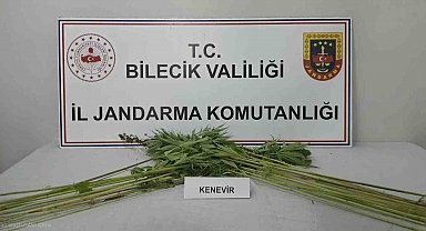 Bilecik'te tarlada kenevir bitkisi ele geçirildi