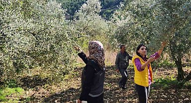 Bilecik'te zeytin ve zeytinyağı rekoltesi için saha çalışması