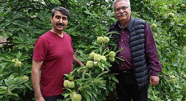 Bin 200 rakımda kestane yetiştirdi, bölge çiftçisine umut oldu