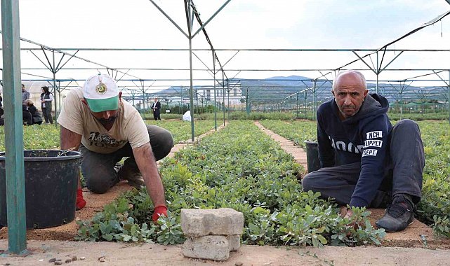 Bingöl'de 72 dönümlük fidanlıkta 18 farklı türde üretim yapılıyor