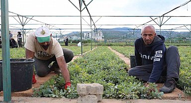 Bingöl'de 72 dönümlük fidanlıkta 18 farklı türde üretim yapılıyor