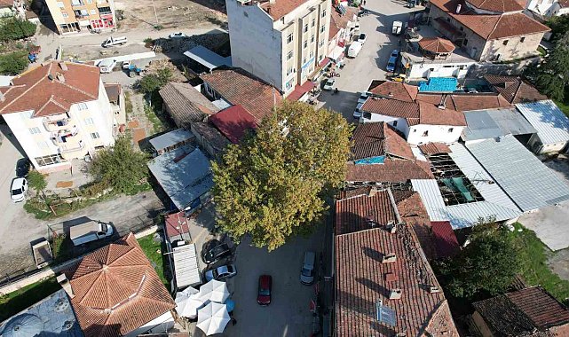 Bir zamanlar darağacı olarak kullanıldığı rivayet edilen çınar, ilçenin simgesi oldu