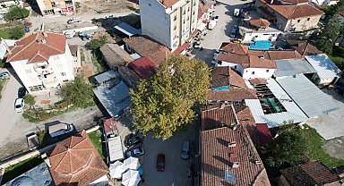 Bir zamanlar darağacı olarak kullanıldığı rivayet edilen çınar, ilçenin simgesi oldu
