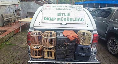 Bitlis'te kaçak avlanmış canlı keklikler doğaya salındı