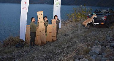 Bitlis'te yaban hayvanları doğal yaşam alanlarına kavuştu