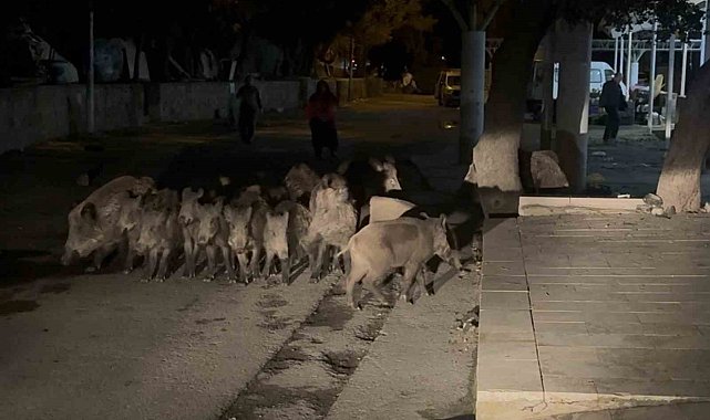 Bodrum'da domuz sürüsü mahalleye indi