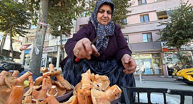 Bolu'da ormandan kova kova topluyor, pazarda kilosunu 600 liradan satıyor