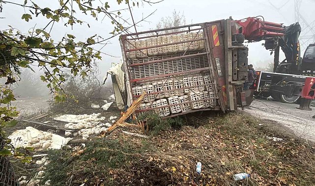 Bolu'da virajı alamayan kamyon devrildi: Onlarca tavuk telef oldu