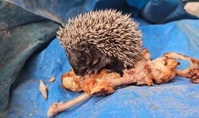Bolu'da yavru kirpiyi tavuk kanadıyla besledi