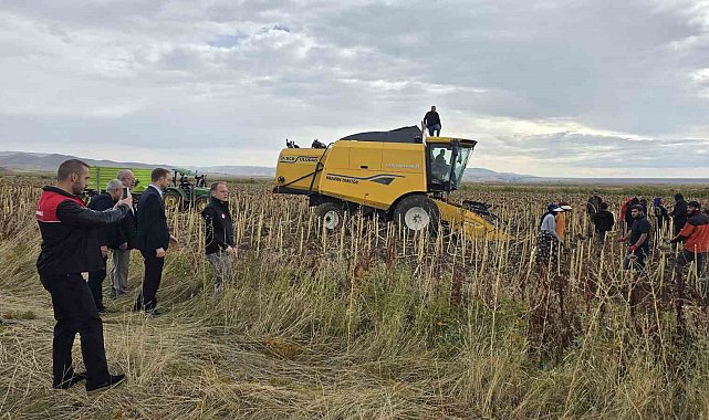Bulanık'ta çerezlik ayçiçeği hasadı yapıldı