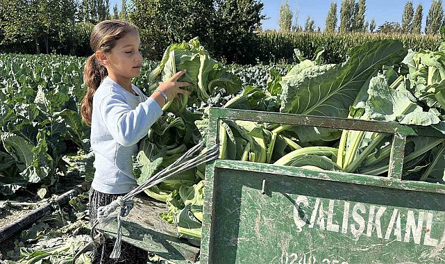 Burdur'da 9 yaşındaki Medine'nin bir eli tarlada, aklı ise geleceğinde