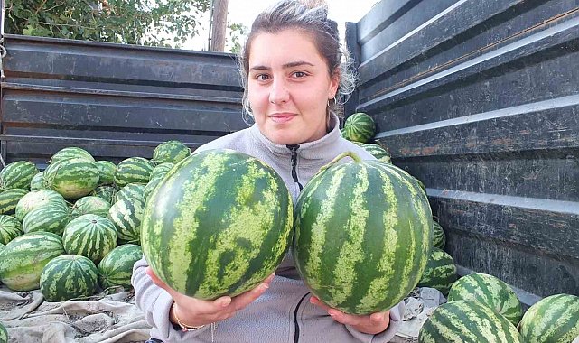Burhaniye'de güz karpuzu üreticiyi sevindirdi