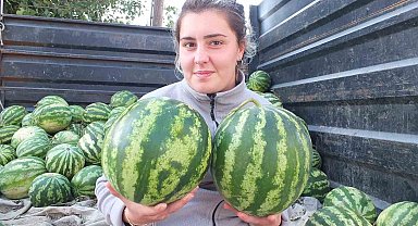 Burhaniye'de güz karpuzu üreticiyi sevindirdi