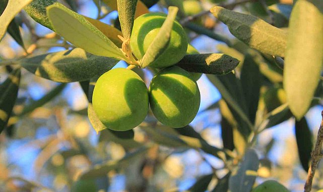 Bursa'da 1 kilogram yağlık zeytinin maliyeti belli oldu