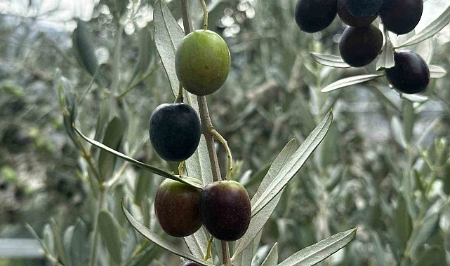 Bursa'da bu sezon 165 bin ton sofralık, 125 bin ton yağlık zeytin bekleniyor
