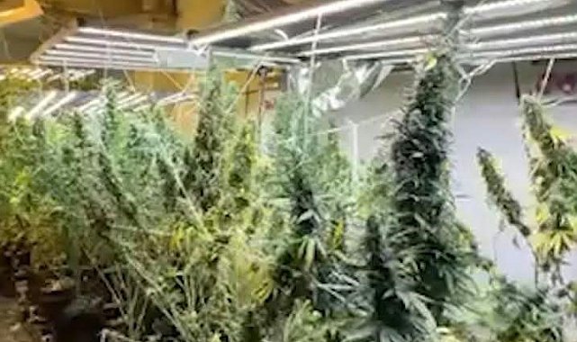 Bursa'da kasap dükkanını kenevir serasına çevirdi