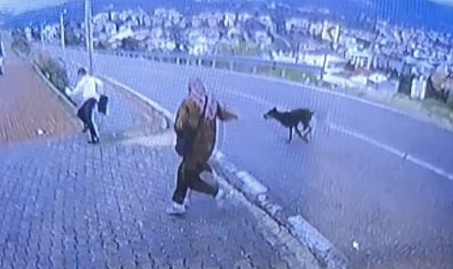 Bursa'da köpek dehşeti kamerada: Çocuk kaçarken bacağını kırdı