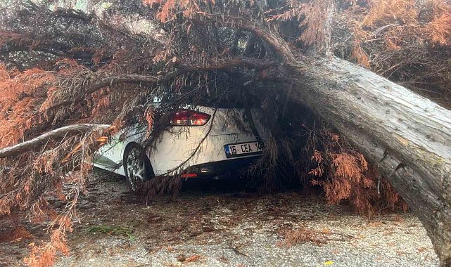 Bursa'da sağanak yağış ağacı devirdi, otomobilin üzerine düştü