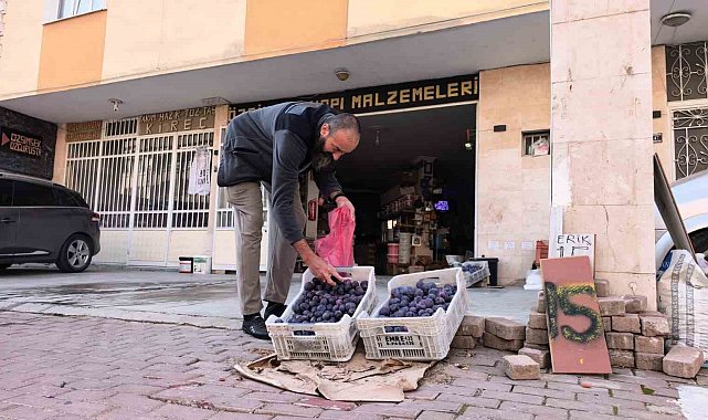 Bursalı çiftçi erikleri dalında bırakmadı, çöpe atmadı fenomen oldu