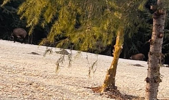 Büyükçekmece'de domuz sürüsü yol kenarına indi
