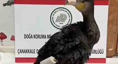 Çanakkale'de olta misinasıyla yaralanan karabatak sağlığına kavuştu