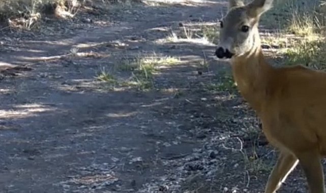 Çankırı'da yaban hayatı kamerada