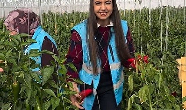 Çayırlı'da öğrenciler sera ziyaretinde hasada katıldı
