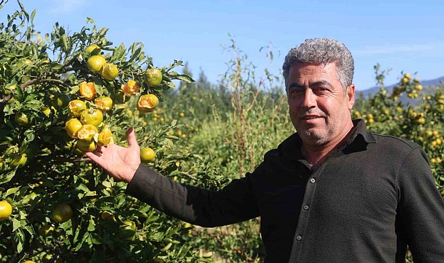Ceviz büyüklüğündeki dolu, hasadına gün sayılan erkenci mandalinayı vurdu