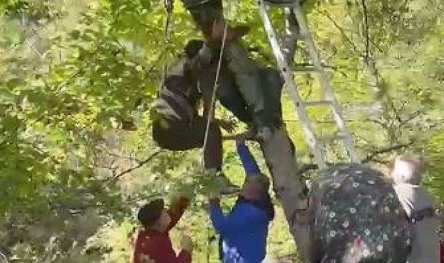Ceviz toplarken ağaçtan düşüp dallarda mahsur kaldı, itfaiye ekipleri kurtardı