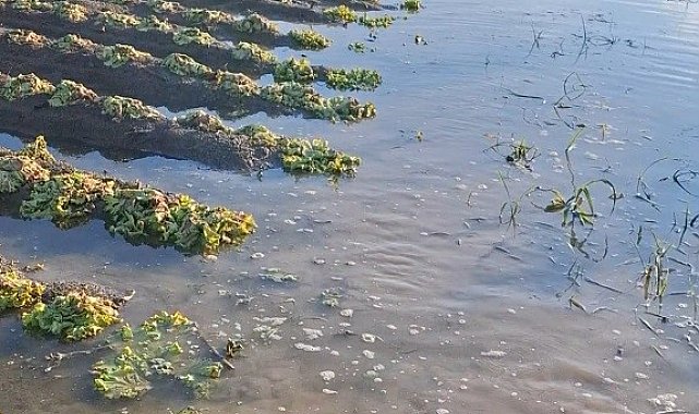 Çiftçinin emeği sular altında kaldı: "Sağlık olsun" dedi