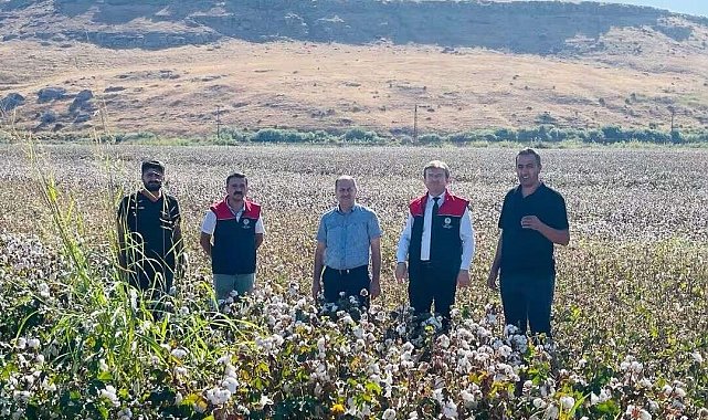 Cizre'de 'beyaz altın' mesaisi başladı