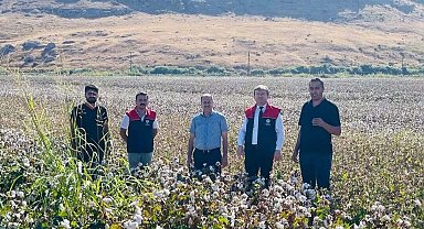 Cizre'de 'beyaz altın' mesaisi başladı