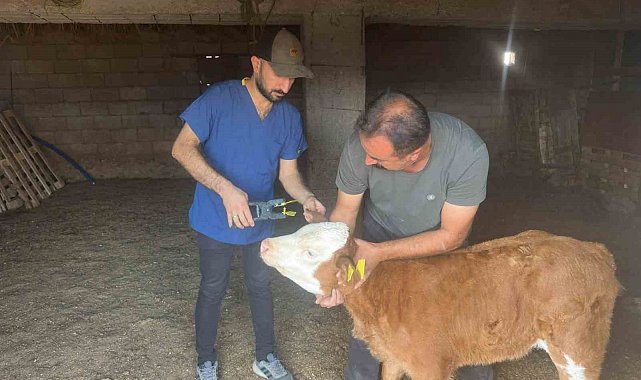 Cizre'de büyükbaş hayvanlara küpeleme ve aşılama çalışması